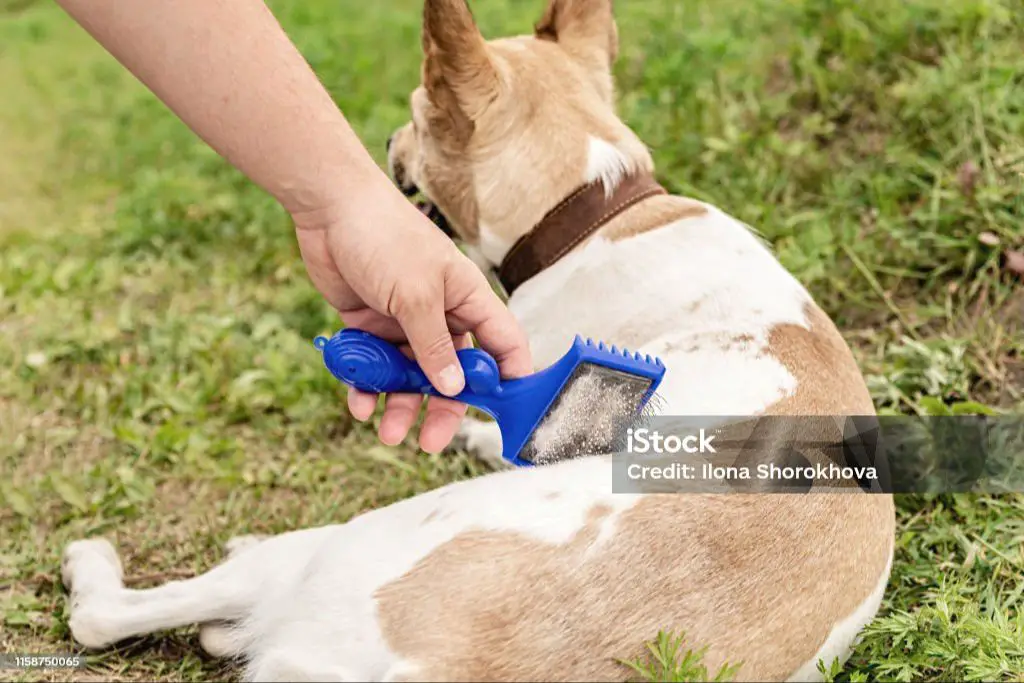 a person brushing a mixed breed dog