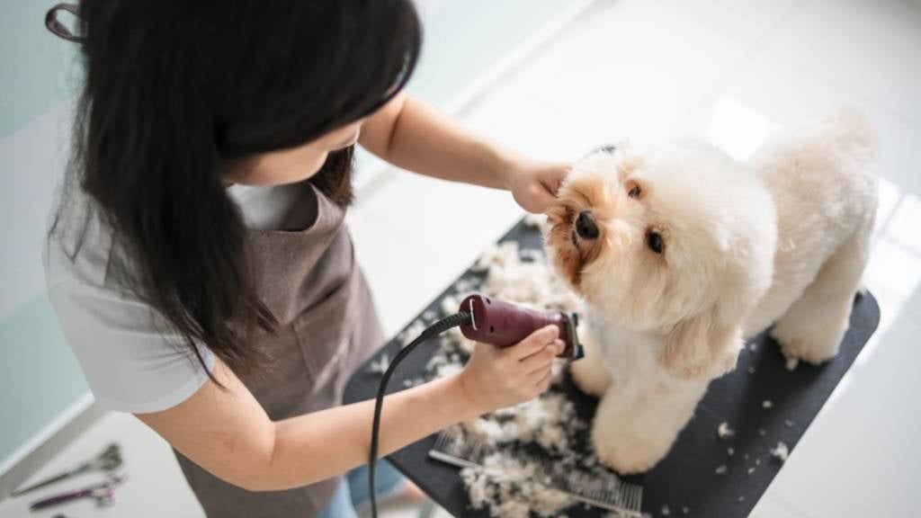 a person brushing their dog's fur at home between professional grooming sessions.