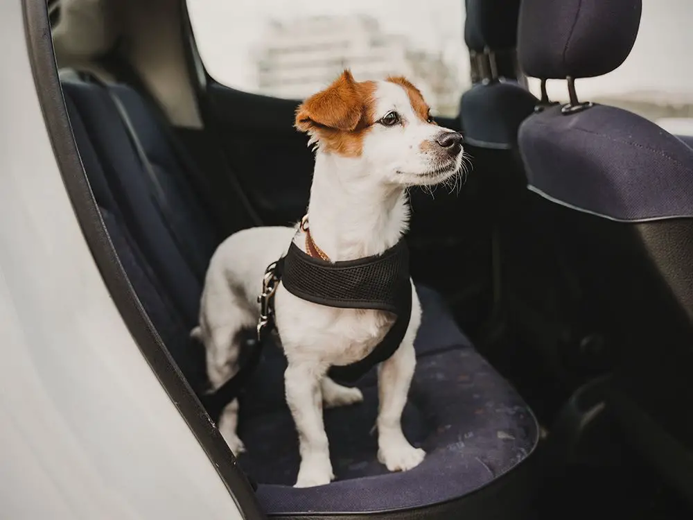 a person buckles their newly adopted dog into a car harness as they prepare to bring them home safely.