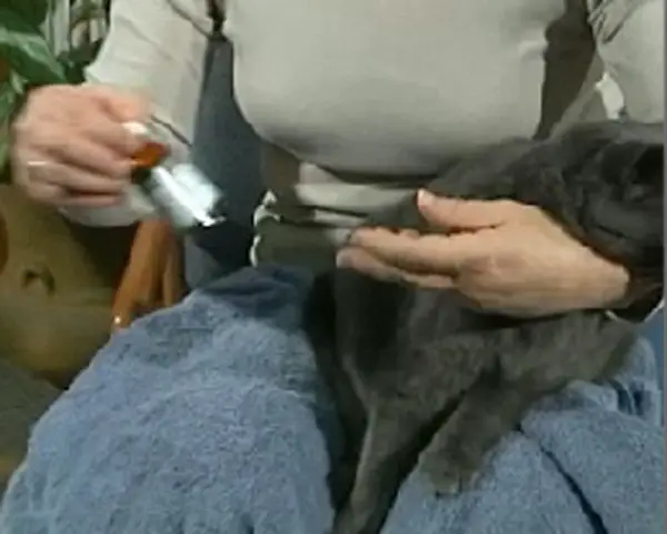 a person carefully applying ear drops to a cat's ear.