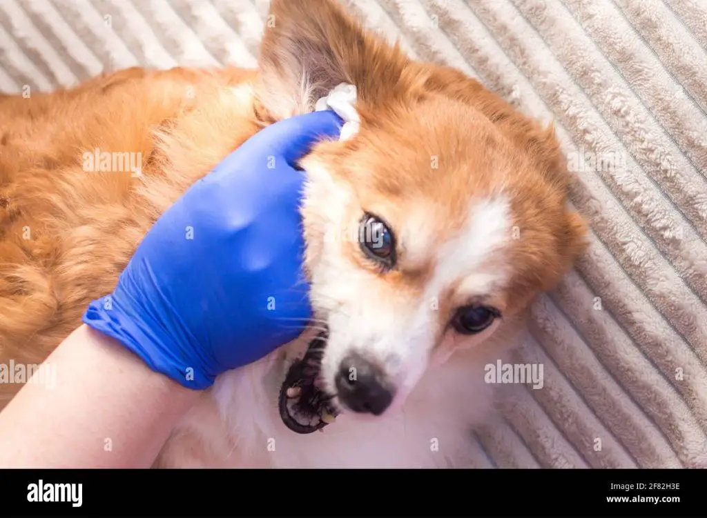 a person cleaning a dog's ears with a cotton pad