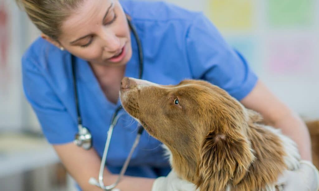 a person consulting a veterinarian about their senior dog's health