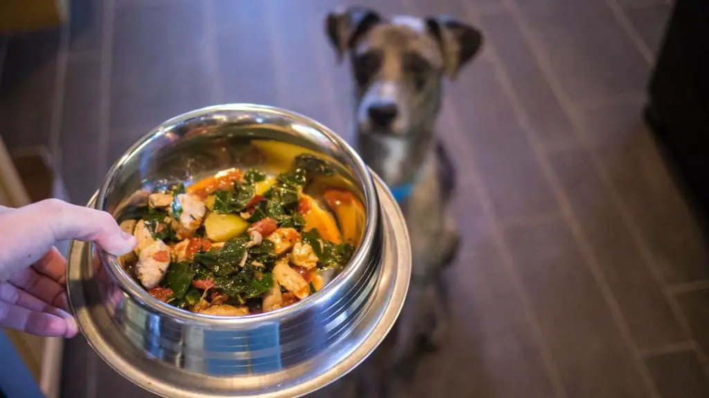 a person cooking food for pets