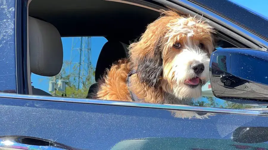 a person driving with their dog looking out the car window