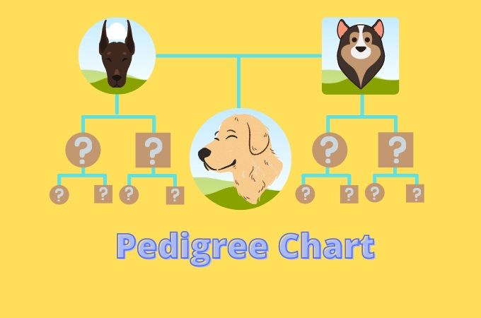 a person examining a pedigree chart