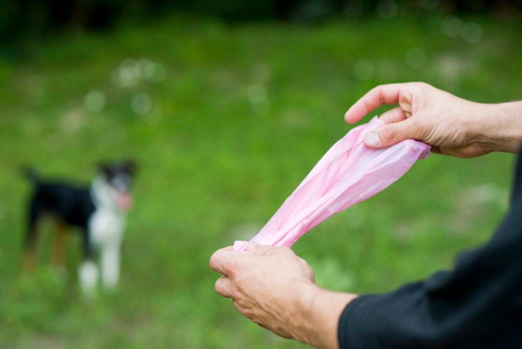 a person examining dog poop for signs of worms