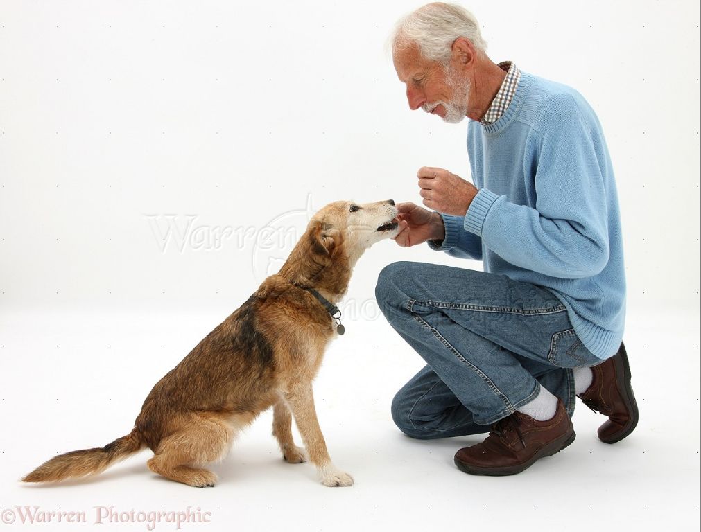a person giving a dog a treat.