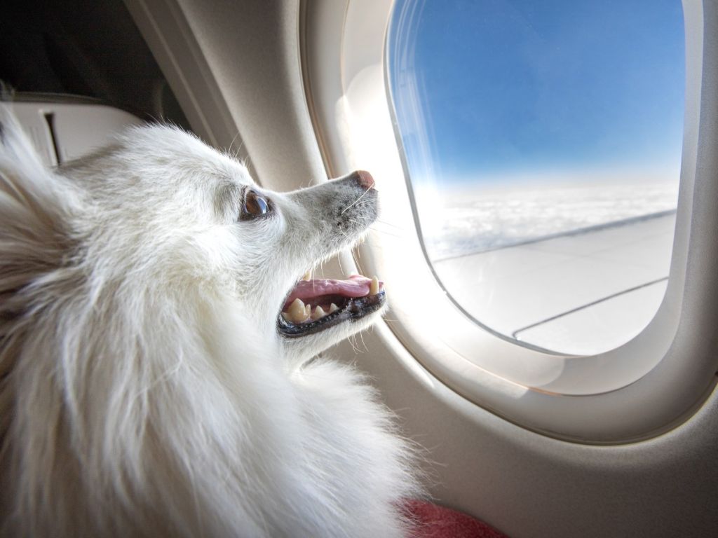 a person holding up their dog to look out the airplane window