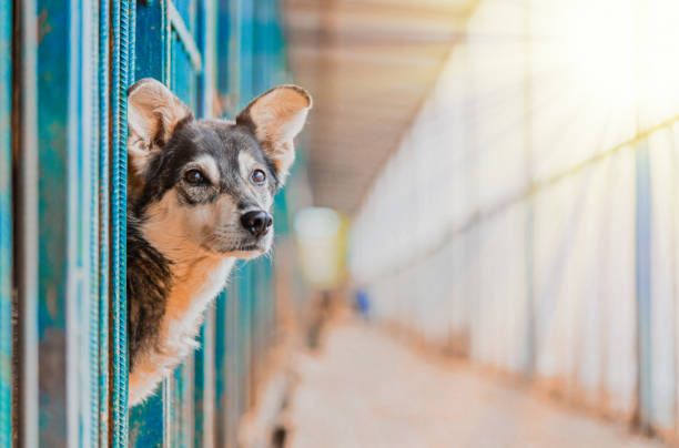 a person looking at dogs in an animal shelter