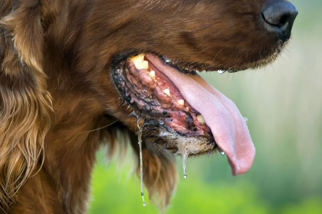 a person looking sick after taking dog medicine