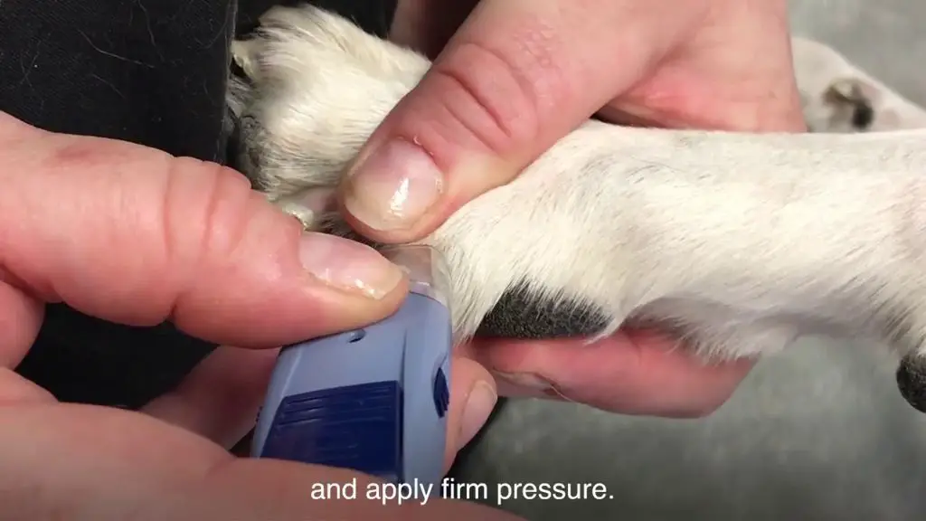 a person measuring a dog's glucose level with a glucometer