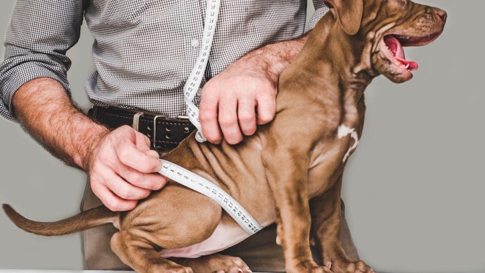 a person measuring the length of a service dog from neck to tail with a measuring tape.