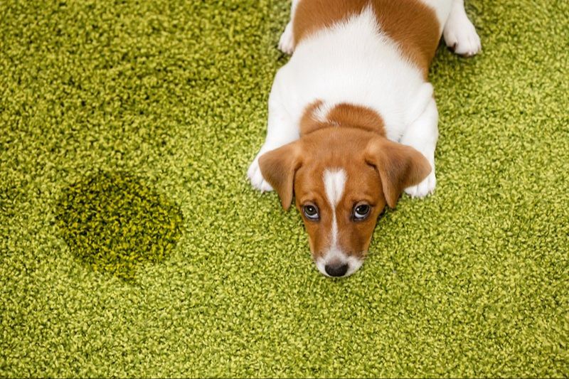 a person mopping up a pet accident on luxury vinyl tile flooring.