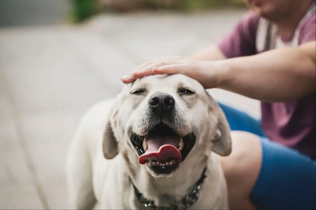 a person petting a docile dog