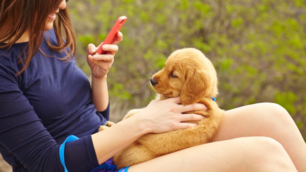 a person playing a dog breed identification game on their phone