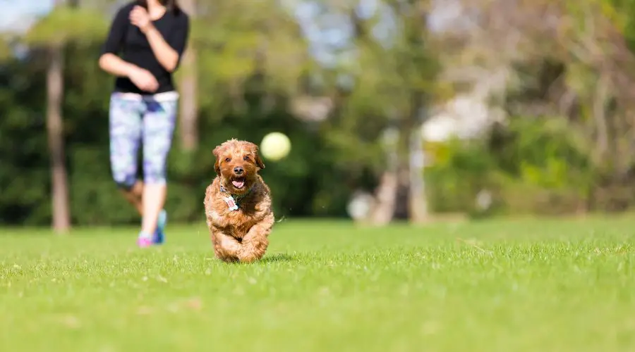 a person playing fetch with their dog to provide exercise and mental stimulation.