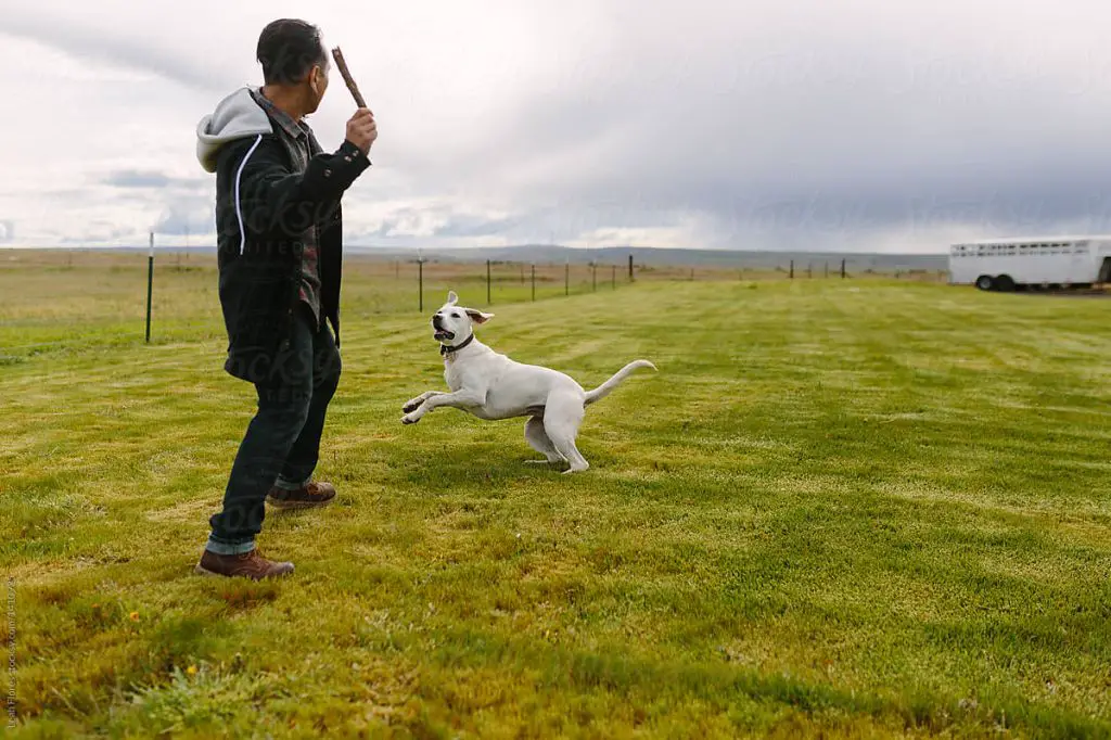 a person playing fetch with their dog