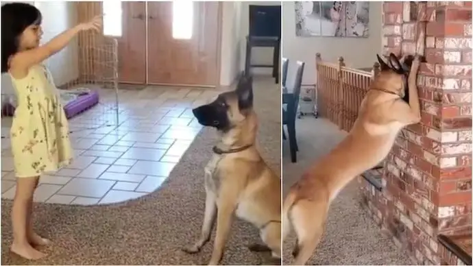 a person playing hide and seek with their dog during a road trip stop