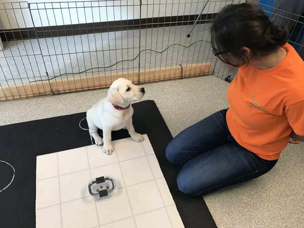 a person pointing at an object while a dog looks towards it