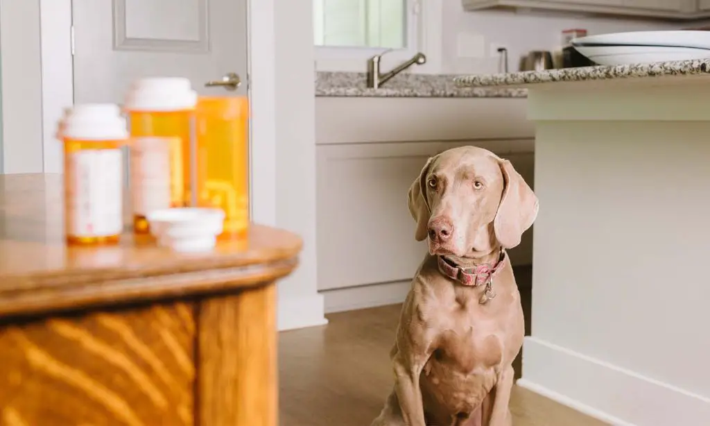 a person putting pet medicine up high in a cabinet