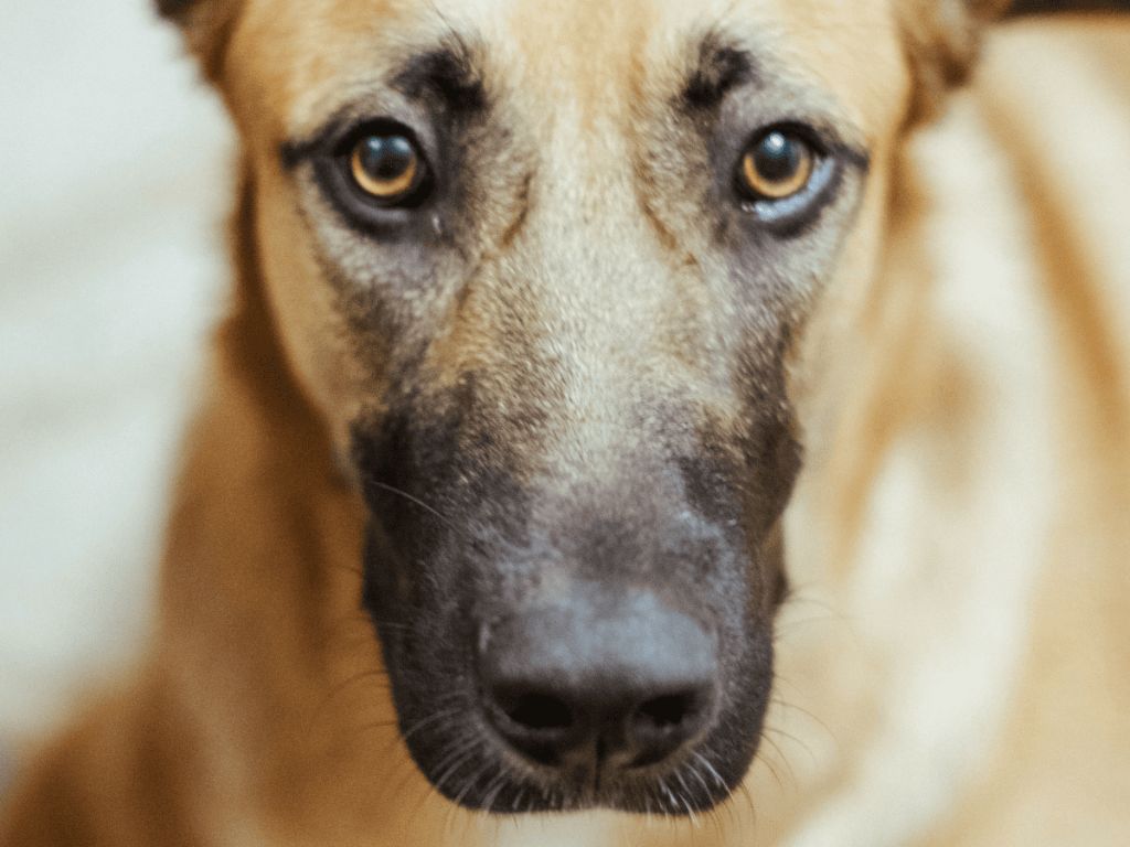 a person realizing hitting dogs links to domestic violence