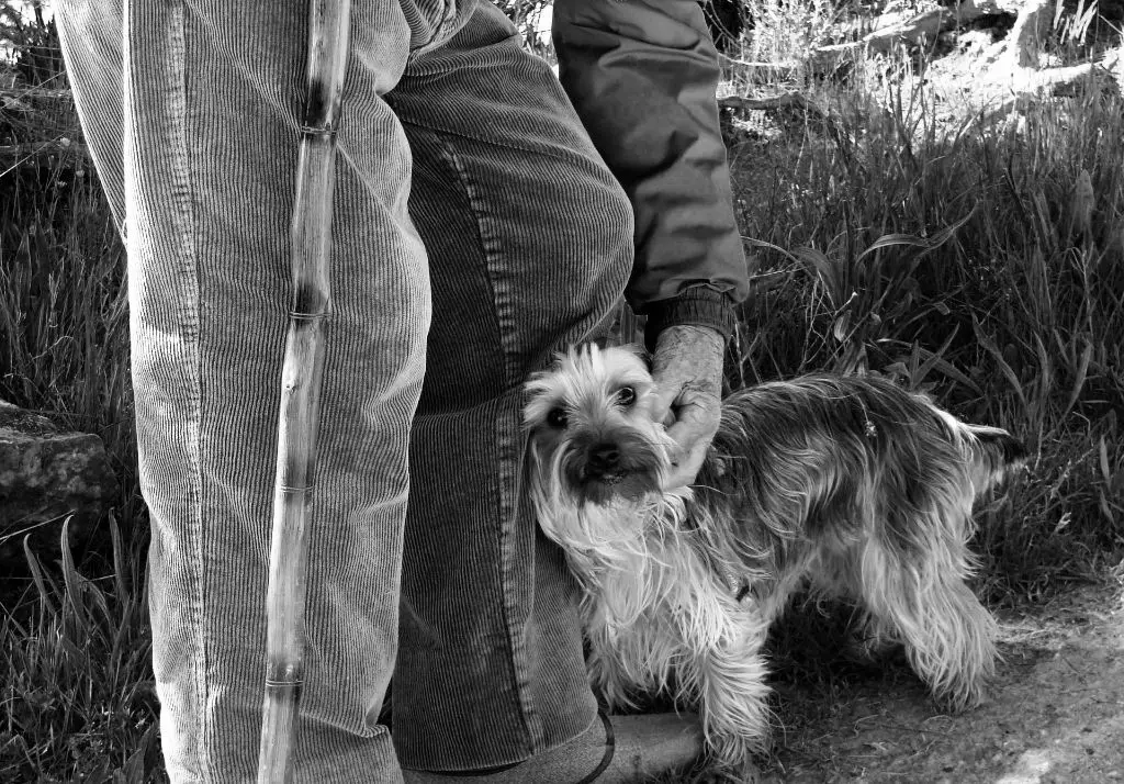 a person recoiling away from a dog