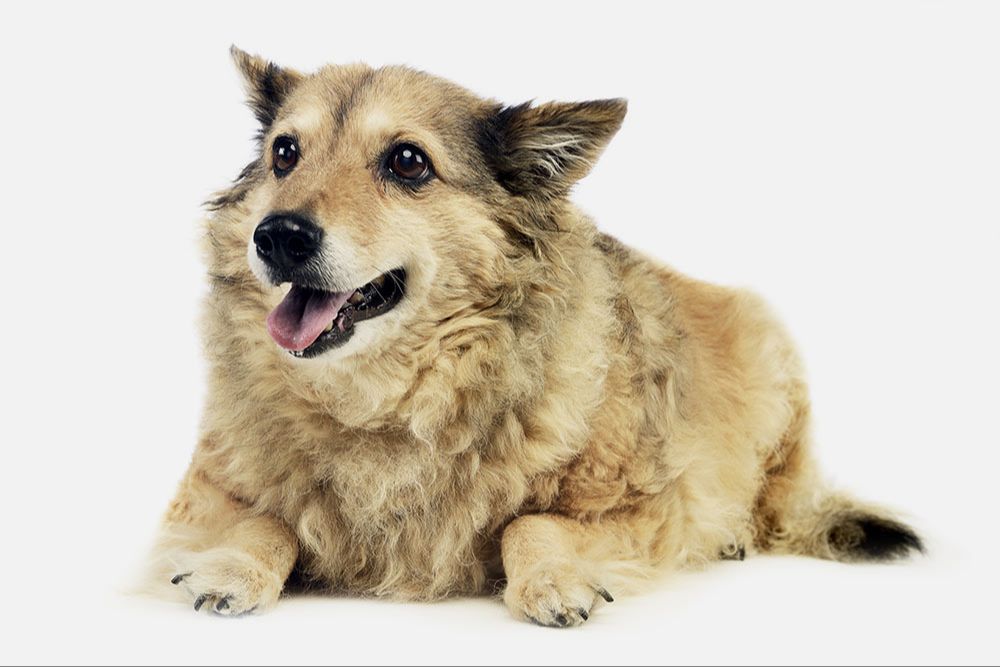 a person registering their dog and getting an official license at an animal shelter office.