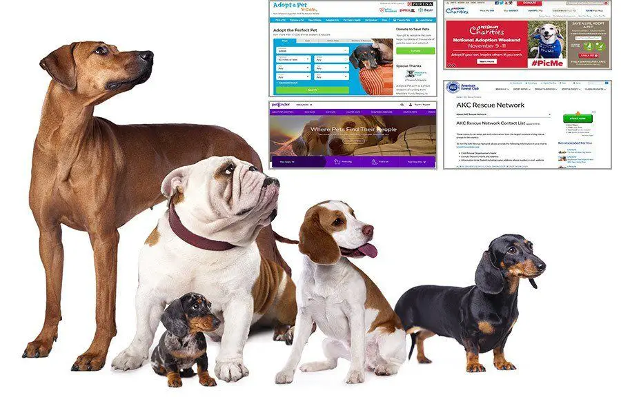 a person researching different dog breeders online to find a reputable source to adopt from.