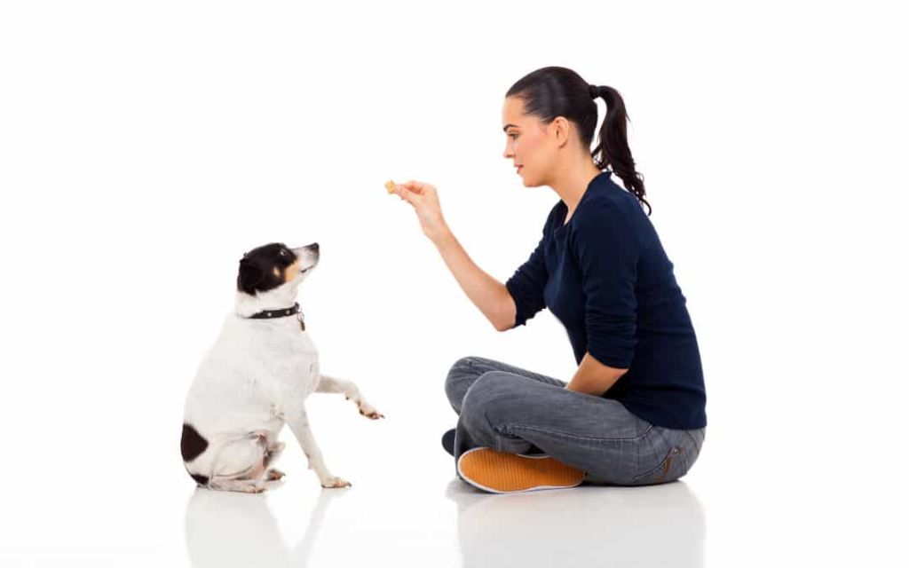 a person rewarding a dog with treats for sitting calmly while a cat investigates