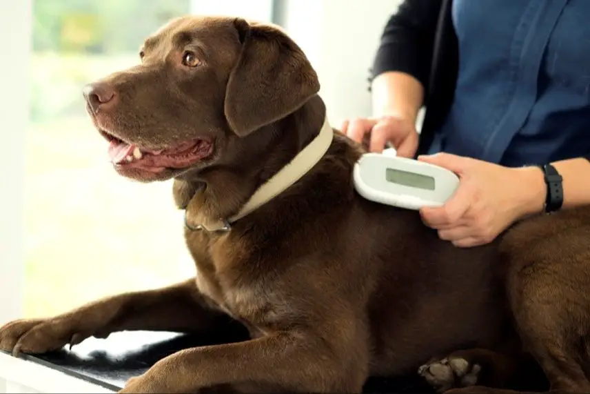 a person scanning a dog's shoulder with a microchip scanner