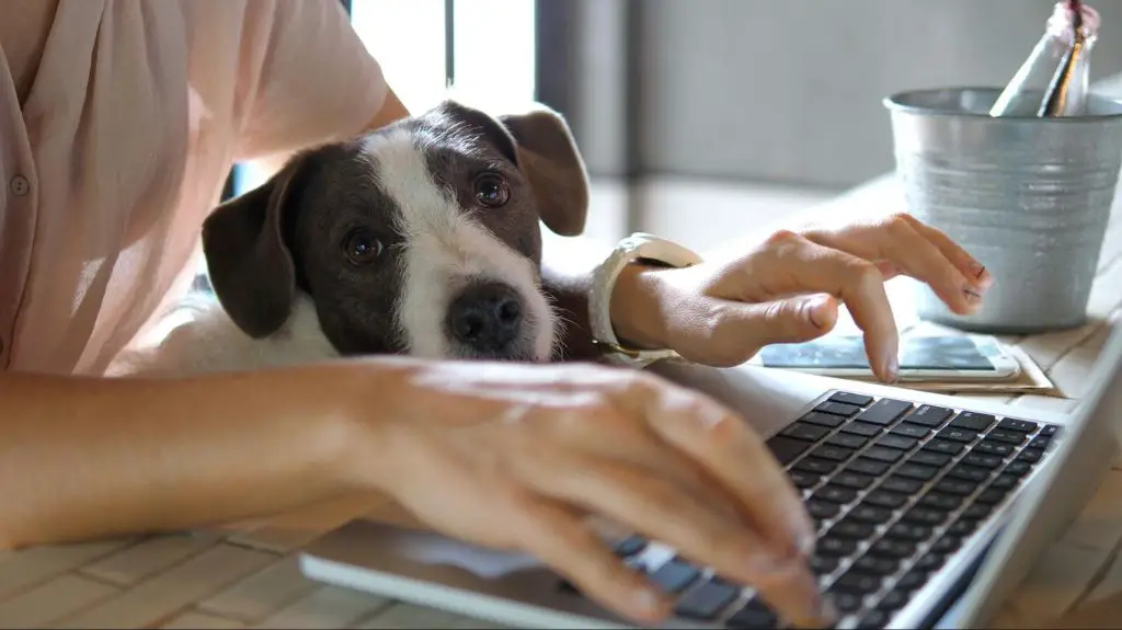 a person searches on their laptop for dogs to purchase online, weighing the pros and cons.