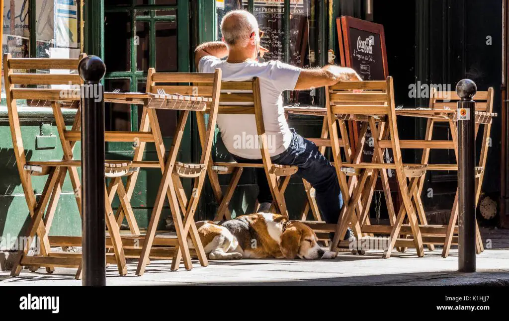 a person sits at an outdoor patio table with their small brown dog sitting nearby on the ground.