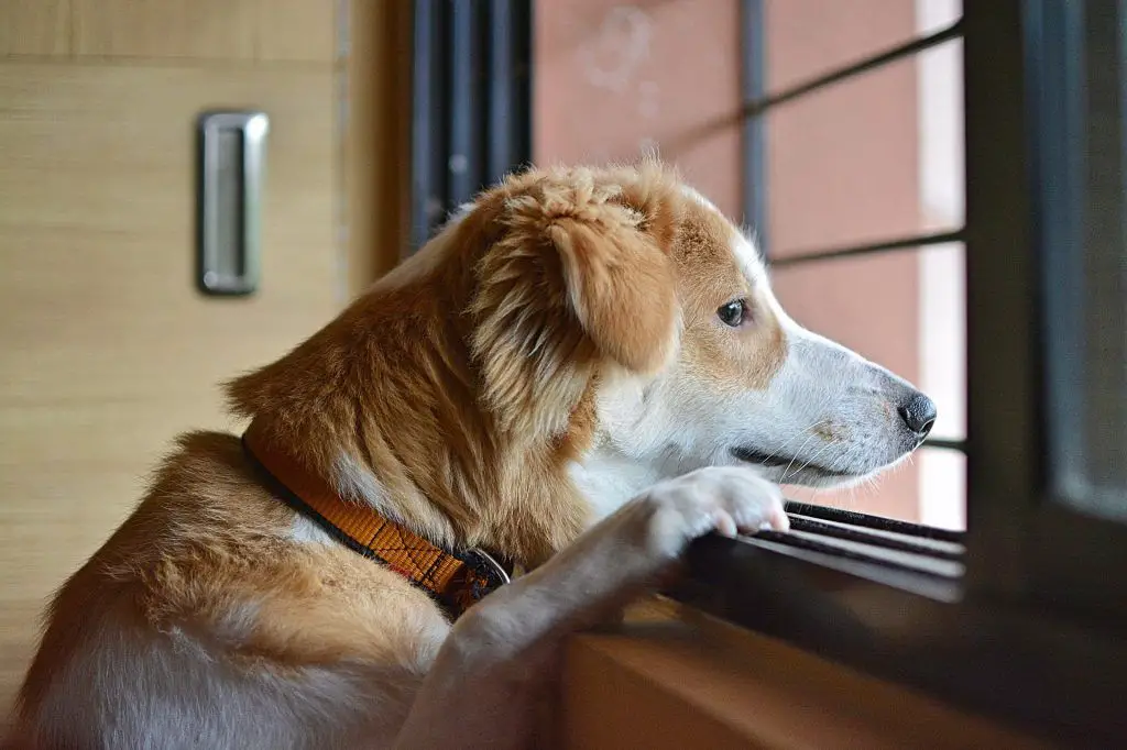 a person sitting alone sadly at home missing their dog