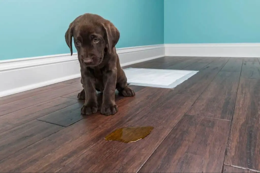 a person spraying a protective vinyl floor coating to prevent dog urine damage.