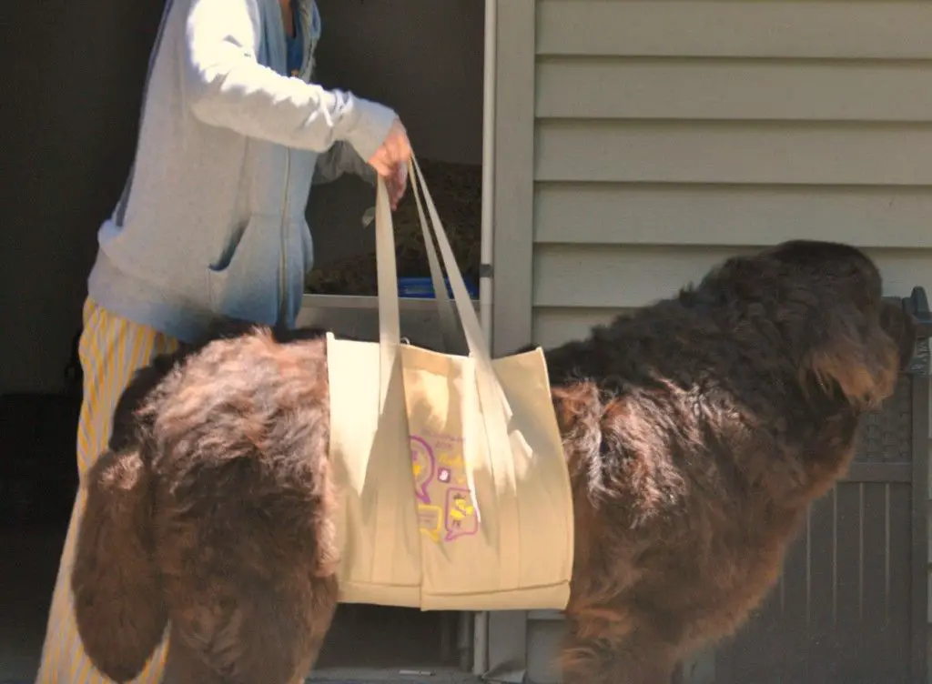 a person straining to carry large dog on front.