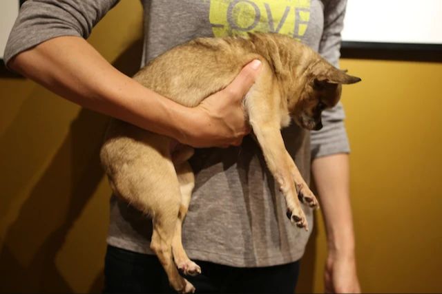 a person struggling to see small dog carried on back.