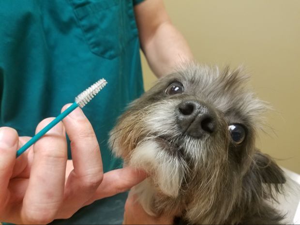 a person swabbing a dog's cheek for a dna test.