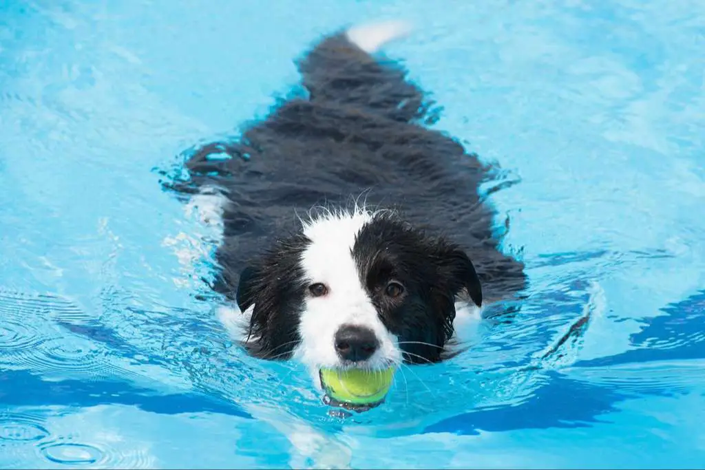 a person swimming and playing fetch with their dog