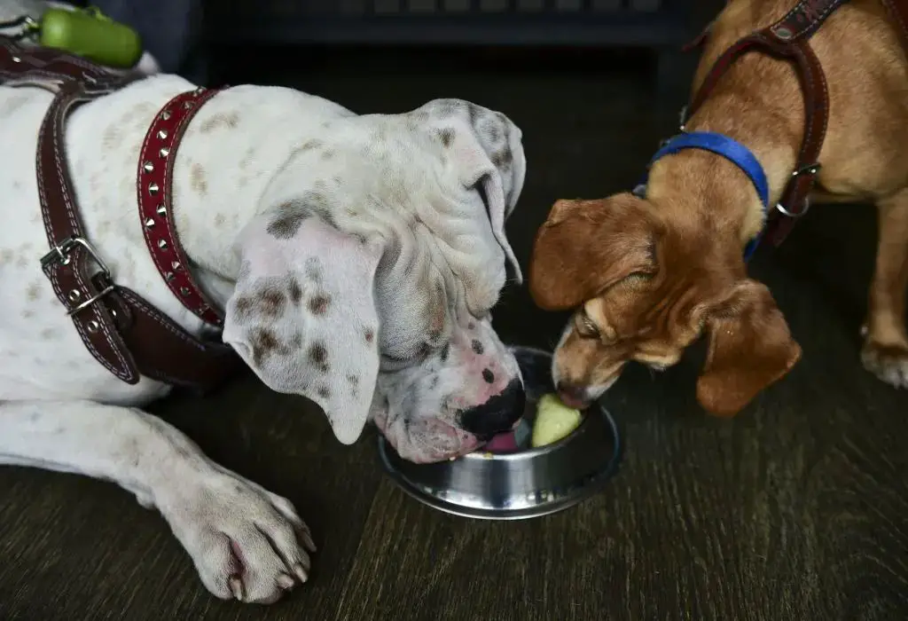 a person taking away a dog's food bowl