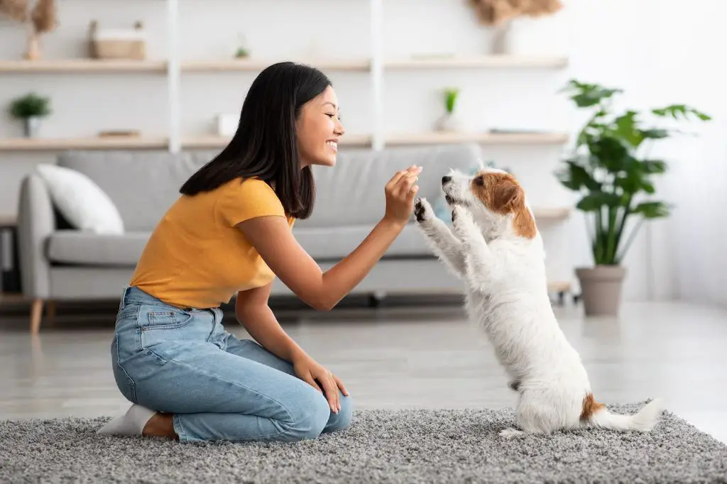 a person training a dog with treats