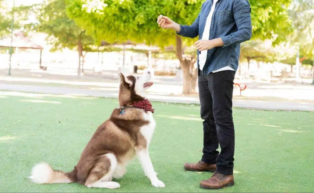 a person training their dog to sit and stay