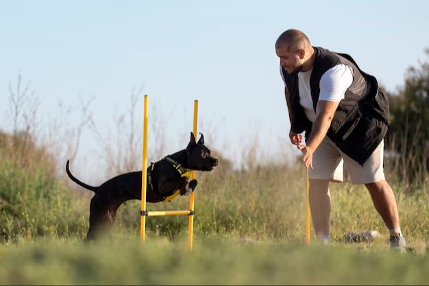 a person training their dog using positive reinforcement.