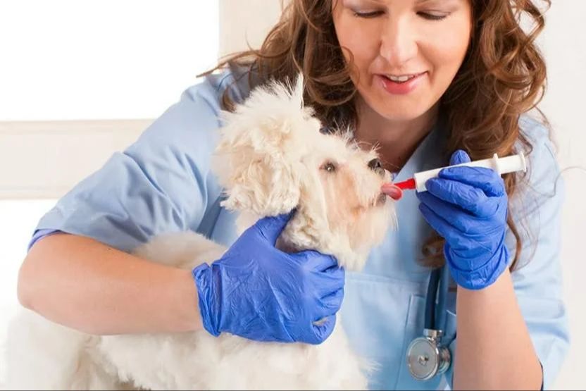 a person using a syringe to give a dog water.
