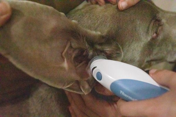 a person using an infrared thermometer on a dog's ear.