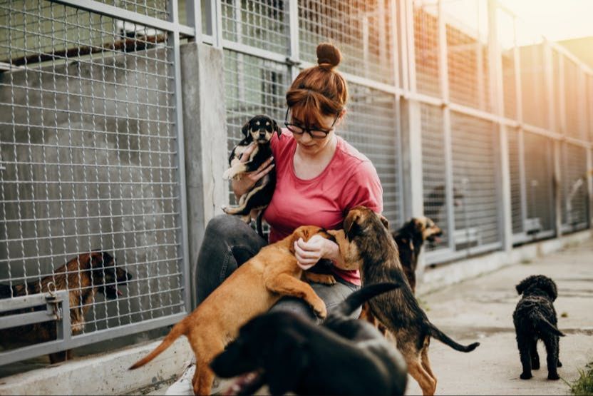 a person volunteering at an animal shelter