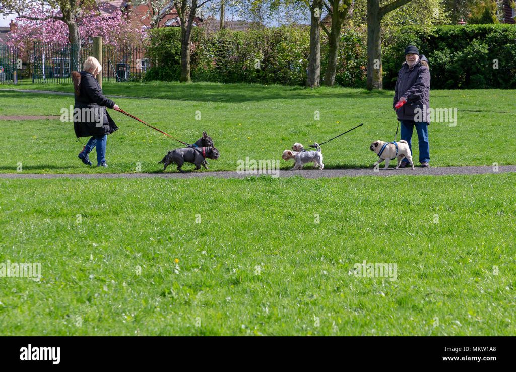 a person walking 5 dogs in a park