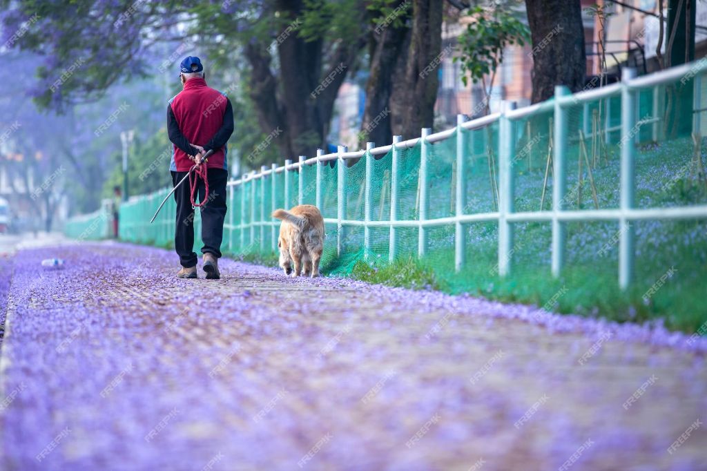 a person walking a dog on a leash near a fence