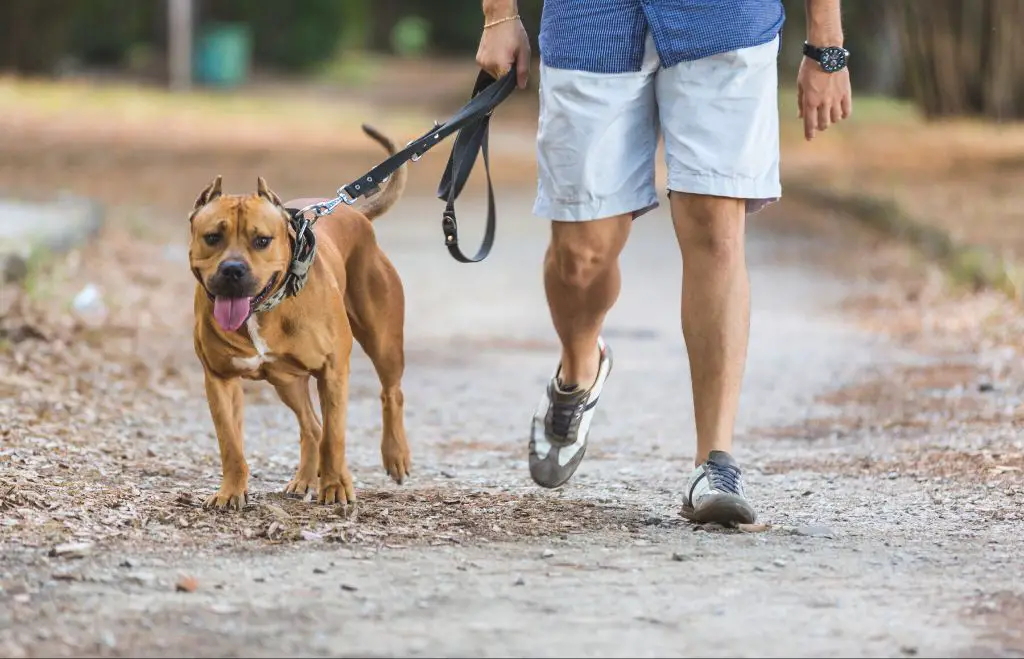 a person walking their dog