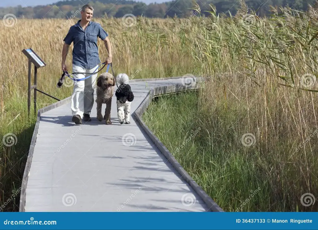 a person walking their dog along a boardwalk.