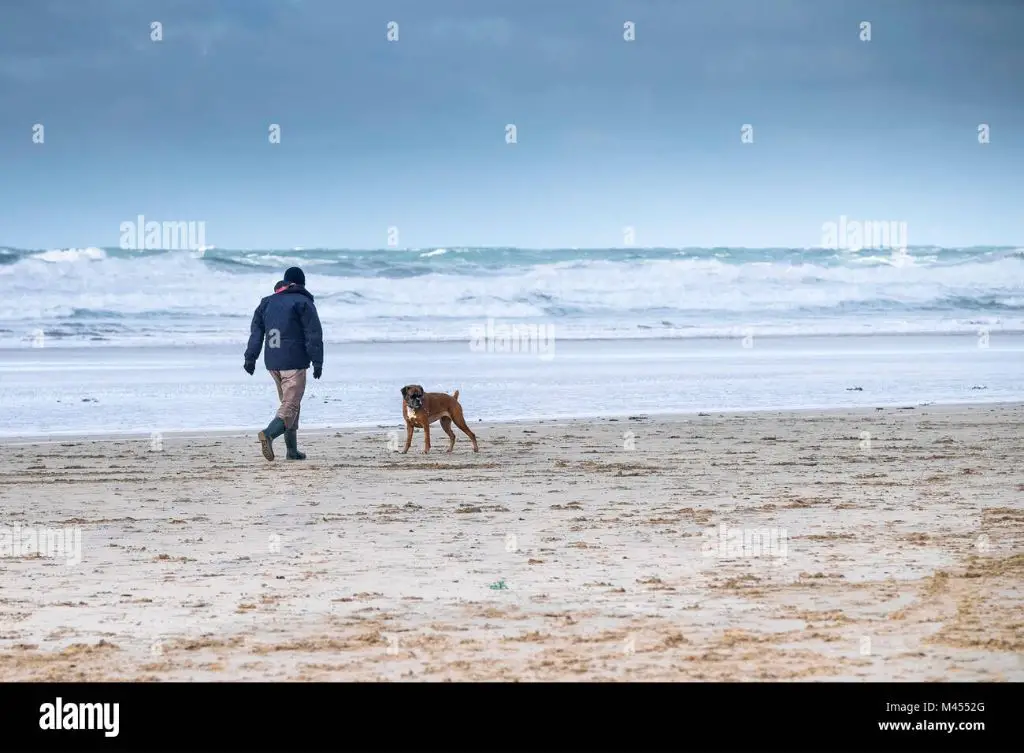 a person walking their dog along the shoreline at a beach.